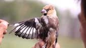 Mongolia: Wildlife Picture Index Helps Co...